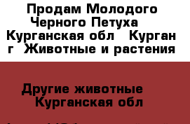 Продам Молодого Черного Петуха  - Курганская обл., Курган г. Животные и растения » Другие животные   . Курганская обл.